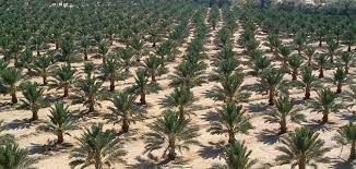 خريطة قطر الزراعية و النخيل اهم الأشجار في  قطر | زراعة الإمارات العربية المتحدة #625 - 1  صورة 