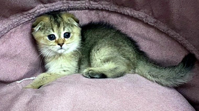 عناصر ساعات  في دبي #3238 - 1  صورة 