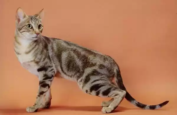 Fournitures pour animaux Items  in Nad Shamma , Dubai #5423 - 1  image 