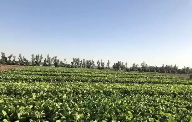 زمین املاک آماده زمین تجاری  برای فروش که در السد , دوحه #19845 - 1  image 