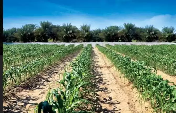 زمین املاک آماده زمین تجاری  برای فروش که در قاهره , قاهره-استان #37760 - 1  image 